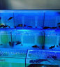 小石頭水族館商超海鮮池水產(chǎn)超市飯店海鮮魚缸定制移動海鮮魚缸商用制冷一體機 咨詢客服尺寸配置 曬單實拍圖