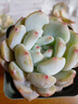 多肉植物組合盆栽小綠植花卉玉露大顆好養(yǎng)室內(nèi)精品肉肉陽臺喜光 橙夢露  5-6  厘米塑料盆栽好 曬單實拍圖