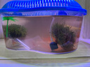 瘋狂水草電動(dòng)水妖精圓形小型魚(yú)缸過(guò)濾器循環(huán)泵三合一迷你過(guò)濾增氧一體靜音 白色迷你水妖精【帶氣泵-過(guò)濾培菌套餐】 曬單實(shí)拍圖