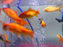 魚(yú)缸凈水劑一滴清免換水去綠水黃水渾水消毒殺菌除臭養魚(yú)水質(zhì)清澈 一滴凈水 不傷魚(yú)3瓶【買(mǎi)2送1】 曬單實(shí)拍圖