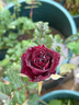 黑巴克玫瑰花苗月季花苗四季開花帶花苞盆栽老樁樹苗花種花卉大 云南發(fā)黑巴克中苗130#原土盆月月開云南包對版 曬單實拍圖