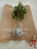盆栽茶花苗 山茶花苗綠植花卉盆栽四季好養茶花樹(shù)苗盆栽耐寒花卉觀(guān)花植物室內花卉綠植開(kāi)花不斷 不含盆 十八學(xué)士 5年苗花苞多多 曬單實(shí)拍圖