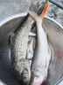 化氏餌料2020新品魚(yú)餌全能窖料包大魚(yú)伴侶窩料 全能窖料包 曬單實(shí)拍圖