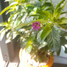 開(kāi)時(shí)果 綠植盆栽辦公室彩色懶人盆 水培水養綠植物盆景源頭直發(fā)包郵 滿(mǎn)天星+綠蘿+吊蘭 含盆 曬單實(shí)拍圖