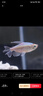 剛果美人魚(yú)霓虹魚(yú)石美人群游扯旗全公草缸群游中小型熱帶觀(guān)賞活體 （發(fā)色公魚(yú)）剛果4.5-5.5厘米5條 曬單實(shí)拍圖