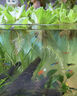 水芙蓉苗水浮蓮水培植物水生植物水養草池塘魚(yú)缸造景養殖凈化水質(zhì) 水芙蓉5棵 裸根不帶土 曬單實(shí)拍圖