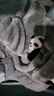 南極人（NanJiren）拉舍爾毛毯冬季被子加厚毯子午睡毯辦公室沙發(fā)蓋毯婚慶毯 絨朵-熊貓嘟嘟【雙層加厚保暖】 150x200cm約4斤【可裸睡不掉毛】 曬單實(shí)拍圖