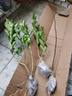 壹植日本紅楓樹(shù)苗四季紅舞姬室外楓葉盆景盆栽庭院綠化植物風(fēng)景花樹(shù)苗 紅楓苗1米高左右-基地現(xiàn)挖發(fā)貨 不含盆 曬單實(shí)拍圖