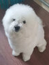 SLPC狗狗背包外出小型犬雙肩包背狗包泰迪法斗透氣背包貓包寵物外出包 灰色 均碼（建議25斤內） 曬單實(shí)拍圖
