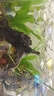 瘋狂水草魚缸水草凈化水質(zhì)套餐蜈蚣草陰性水草浮萍植物活體水培 【帶火山石】大葉九冠/3顆 曬單實拍圖