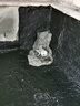 雨虹防水水性瀝青涂料室外防水屋面專用  AWR101東方雨虹液體卷材  不粘腳 AWR101-20kg 送滾筒刷子抗裂布 曬單實(shí)拍圖