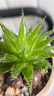 獵影客 手機(jī)雙微距鏡頭華為蘋果12/13通用攝像頭30倍專業(yè)拍攝珠寶鴿子眼鉆石戒指睫毛彩妝花草昆蟲鑒定14 52mm雙微距20倍 曬單實(shí)拍圖