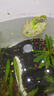采緹（CAITI）觀(guān)背青鳉觀(guān)賞魚(yú)魔法魚(yú)冷水魚(yú)小型錦鯉金魚(yú)淡水魚(yú)不打氧好養活體 多種生物搭配套餐3+飼料1瓶 曬單實(shí)拍圖