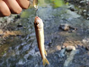 達瓦逐鹿微物路亞竿馬口白條碳素超軟溪流竿全套釣魚(yú)裝備UL L調翹嘴套裝 1.68米 UL槍柄左手搖水滴輪套裝 曬單實(shí)拍圖
