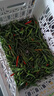 青小米辣椒新鮮小米椒朝天指天椒特辣超辣辣椒川菜重慶菜辣椒醬用 家庭裝5斤【家庭調味做菜】 曬單實(shí)拍圖