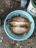 千鯉江山誘魚(yú)劑小藥鯉魚(yú)餌料添加劑窩子野釣黑坑垂釣通用淡水南北 千鯉江山誘魚(yú)劑【1瓶】 曬單實(shí)拍圖