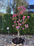 別墅耐寒玉蘭花樹苗庭院花園入戶門綠化景觀樹吉祥樹花香濃帶花苞 粉玉蘭桿粗5公分 201cm(含)-230cm(含) 曬單實(shí)拍圖
