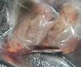 漁吻乳鴿生鮮新鮮宰殺滋補煲湯鴿子肉農家散養(yǎng)土鴿子非老鴿商用批發(fā) 【3只裝】散養(yǎng)乳鴿凈重6-7兩/只 曬單實拍圖