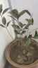 萌肉居桂花苗四季桂花苗陽臺(tái)庭院盆栽/實(shí)生小苗約0.5CM粗源頭直發(fā) 曬單實(shí)拍圖