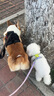 NOW FRESH【進(jìn)口小型犬狗糧】幼犬全價(jià)四葉草狗糧柯基柴犬博美泰迪犬糧 火雞魚(yú)鴨味25磅 11.34kg 曬單實(shí)拍圖