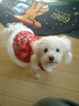 嬉皮狗（hipidog）秋冬季狗狗新年立體蝴蝶結(jié)唐裝貓咪牽引棉衣裙子寵物過年喜慶衣服 娜塔紅（可牽引） M建議體重5-8斤 曬單實拍圖