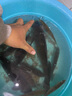 化氏（HUA）赤煉餌料冬季高蛋白高穿透魚餌料鯽魚餌料濃腥深海元素鯉魚 赤煉2包裝 曬單實(shí)拍圖