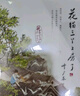 【中國(guó)好書】葉廣芩作品 全套4冊(cè) 熊貓小四+耗子大爺起晚了+花貓三丫上房了+土狗老黑闖禍了 學(xué)校推薦小學(xué)生課外閱讀書籍 圖書 兒童讀物 曬單實(shí)拍圖