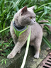 TOUCHDOGTouchcat它它輕巧貓咪胸背衣?tīng)恳K輕嗨背心式寵物胸背帶透氣夜光 【基礎款】草綠色 M【建議16斤以?xún)取?曬單實(shí)拍圖