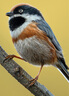 適馬 500mm F5.6 DG DN OS 全畫(huà)幅無(wú)反超遠(yuǎn)攝變焦鏡頭打鳥(niǎo)拍荷花 索尼FE卡口 曬單實(shí)拍圖