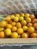 味小仙廣西桂林脆皮金桔 滑皮小金桔陽(yáng)朔特產(chǎn)黃青皮甜金橘新鮮水果 3斤（中果）【1斤30-35顆】 曬單實(shí)拍圖