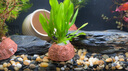 瘋狂水草魚缸造景裝飾溪流石底部砂石天然溪流缸南美缸造景石烏龜躲避曬臺 溪流砂粗粒【5斤裝】0.6-0.9CM 曬單實拍圖