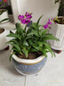 意軒石斛蘭盆栽帶花苞四季開(kāi)花不斷綠植室內陽(yáng)臺花卉易養蘭花植物 紅潑墨 7-8苗 帶花  送懶人 曬單實(shí)拍圖