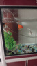 錦鯉魚金魚活魚黃金鯉黑錦鯉紅色魚白錦鯉小型耐活好養(yǎng)冷水蝴蝶鯉 12-14cm黑白紅黃四色8條 曬單實拍圖