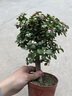 創(chuàng)京鑫選德國品質(zhì)金枝玉葉盆栽老樁盆景水培多肉植物室內(nèi)辦公桌不支持退換 叢生金枝玉葉不含盆 曬單實拍圖