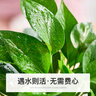 植季綠蘿盆栽室內客廳花卉植物辦公室新房桌面綠植凈化空氣除甲醛綠蘿 白色方形羅馬盆[180#綠蘿] 含盆 曬單實(shí)拍圖
