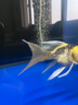純種臺灣蝴蝶鯉魚好養(yǎng)耐活淡水冷水觀賞魚金魚錦鯉大尾大鰭活體 熊貓【蝴蝶鯉】18-20厘米1條 曬單實(shí)拍圖