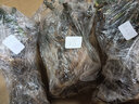 申堰【2顆】碎冰藍玫瑰玫瑰老樁花卉綠植盆栽陽(yáng)臺花卉玫瑰花盆栽室內 紫霞/共【2顆】 曬單實(shí)拍圖