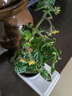 大禹菜苗秧蔬菜苗子大全活苗帶土種苗秋季西紅柿盆栽圣女果秧苗陽臺(tái) 盆栽黑矮生番茄苗帶土帶盆1盆 曬單實(shí)拍圖