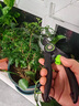 JCZS德國精工藝園剪刀剪樹枝專用剪刀修枝剪果樹剪花園林園藝剪子 【黑色金剛】第6代SK5鋼精磨刀刃 曬單實拍圖