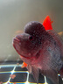 仟湖壽星頭羅漢魚飼料傲深紅瑞神起頭增艷成長專用魚糧觀賞魚通用魚食 中粒430g起頭壽星頭 曬單實拍圖