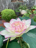 京悠雨德國荷花藕種盆栽水養食用觀(guān)賞蓮花苗碗蓮睡蓮花卉種籽子水培池塘 精選荷花苗【粉無(wú)暇】4株裝 不含盆 曬單實(shí)拍圖