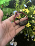 吉照堂黑曜石貔貅手鏈手繩男士女款天然沙金貔恘手串玉石金曜石皮丘情侶 金曜石貔貅手繩【紅繩】 曬單實(shí)拍圖