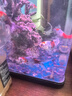 黑殼蝦活體觀(guān)賞花腰蝦除藻蝦辣椒蟹淡水魚(yú)草缸蝦蘋(píng)果螺清潔蝦工具 除藻3-5厘米花腰蝦9只包活7只 曬單實(shí)拍圖