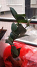 語(yǔ)安香妃山茶花苗盆栽五色赤丹花卉植物室內好養杜鵑茶花樹(shù)苗四季開(kāi)花 紅赤丹茶花苗 2年苗+1包肥料 曬單實(shí)拍圖