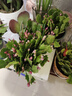 嫁接老漢蟹爪蘭苗新品種帶花苞盆栽陽(yáng)臺(tái)植物四季多色花卉 混色15顆(顏色隨機(jī)發(fā)貨) 不含盆 曬單實(shí)拍圖