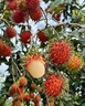 正宗紅毛丹樹苗當(dāng)年結(jié)果南方北方種植紅毛丹果樹苗盆栽地栽水果苗 兩年苗 曬單實拍圖