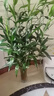 臨雅大型富貴竹水培植物客廳水養大號盆栽節節高粗桿室內好養活綠植物 富貴竹1.4m【5支帶根】 曬單實(shí)拍圖