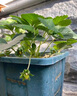 京厽草莓專用營養(yǎng)土瓜果樹通用土壤草莓盆栽種植土陽臺有機土肥料 草莓專用土5斤 果多 色好 口甜 曬單實拍圖
