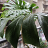 植男植女龜背竹盆栽大型室內(nèi)客廳植物綠植庭院前臺(tái)老樁提根大葉源頭直發(fā) 曬單實(shí)拍圖