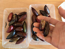 綠食者手指檸檬新鮮果指橙魚(yú)子醬水果中西餐佐食材擺盤(pán)裝飾材料 200g 曬單實(shí)拍圖
